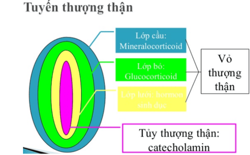 
Cấu tạo của tuyến thượng thận
