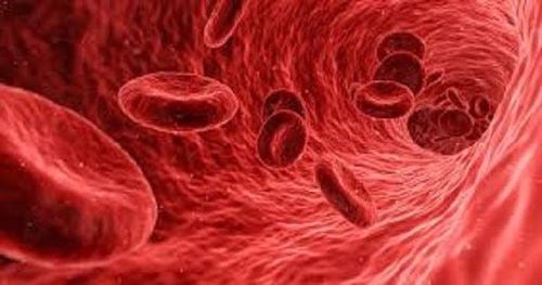 Learn about vascular endothelium