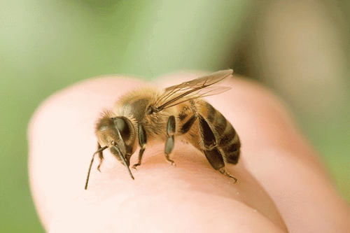 Can a baby bee sting cause dangerous allergic reactions?