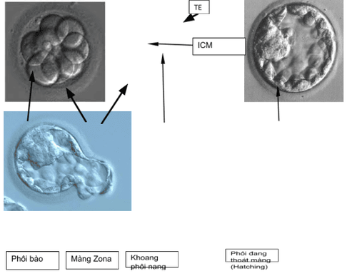 What is embryonic support?