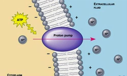 
Thuốc ức chế bơm proton (PPI) được ứng dụng trong điều trị viêm thực quản trào ngược
