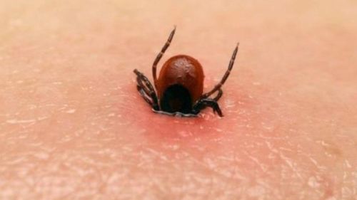 Children bitten by ticks: How to handle them