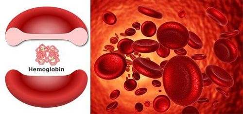 
Cấu trúc của Hemoglobin trong máu của con người
