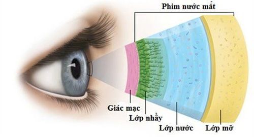 
Cấu tạo ba lớp của màng nước mắt
