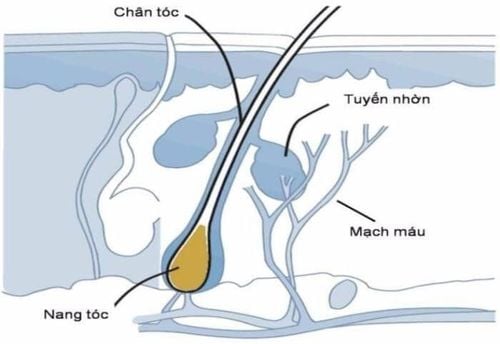 
Hình ảnh vị trí của nang tóc
