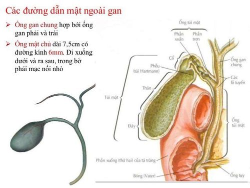 
Hình ảnh túi mật và hệ thống ống mật
