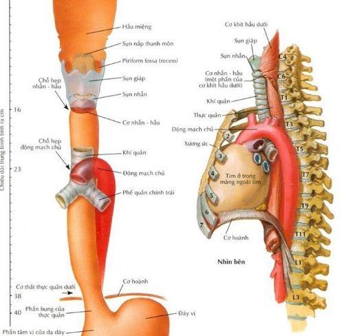 
Cấu tạo các đoạn của thực quản – thực quản cổ là đoạn nối tiếp của vùng hầu họng
