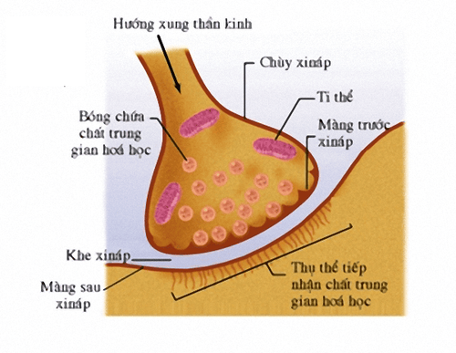 
Tế bào thần kinh sau synap phải chứa các thụ thể mà các hóa chất sẽ tạo liên kết.
