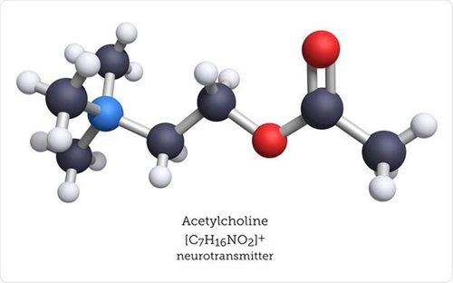 
Acetylcholine là chất dẫn truyền thần kinh chính liên quan đến các tế bào thần kinh vận động.
