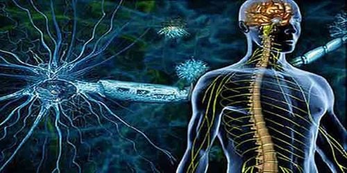 How the nervous system works and how to keep it healthy