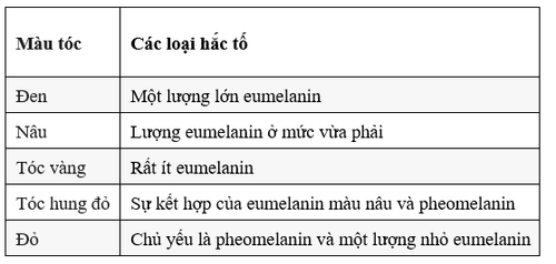 Eumelanin and Pheomelanin: The two melanins that determine your hair color