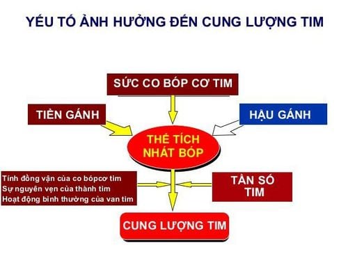 
Cung lượng tim ảnh hưởng bởi 4 yếu tố gồm: Tần số tim, tiền gánh, hậu gánh và sức co bóp
