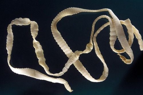 What are the health effects of adult tapeworms?