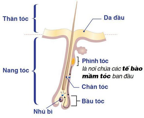 Có cách nào để biết được chân tóc có thể phục hồi hay không?