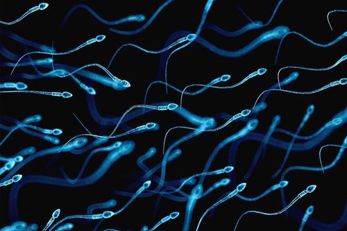 Older sperm have more DNA damage?