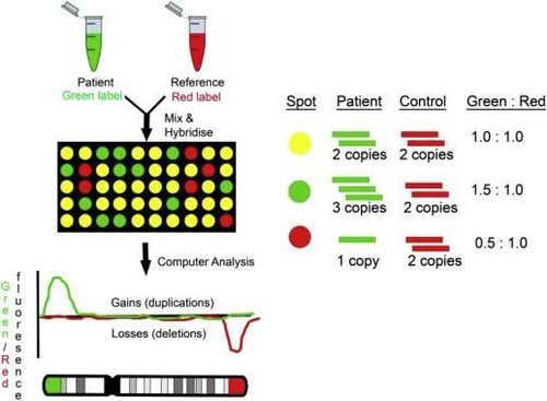 Phương pháp Array CGH đối chiếu sự khác biệt về số lượng bản sao DNA giữa mẫu thử và mẫu tham chiếu bình thường 