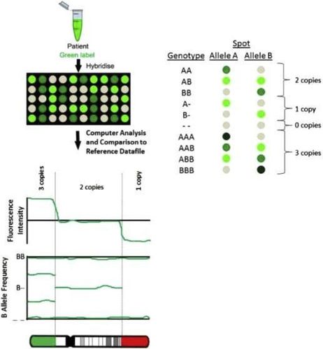 SNP là một biến thể tại một vị trí duy nhất trong chuỗi DNA giữa các cá thể. Trong kỹ thuật SNP array, chỉ mẫu thử DNA được gắn kết với các đầu dò trên chip