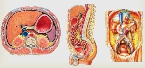 
Cấu tạo và các phần của phúc mạc
