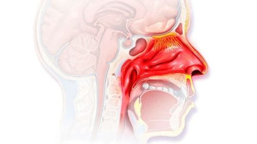 What is mucosa? The role of the mucosa