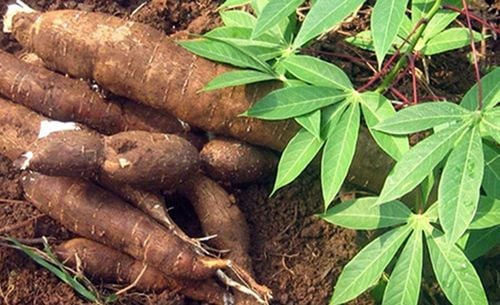 Is it good to eat cassava vegetables?