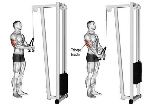 
Bài tập Triceps pressdown
