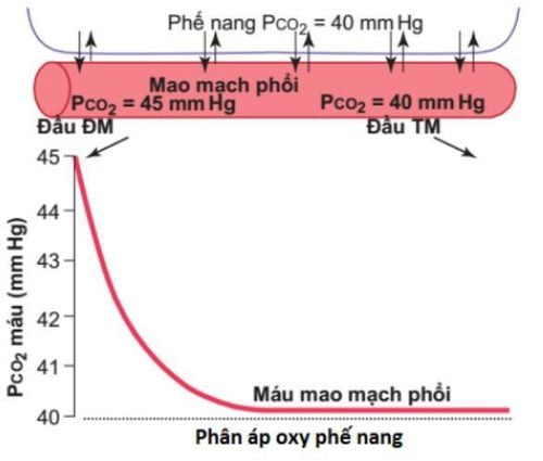 
Sự vận chuyển O2 và CO2 trong máu
