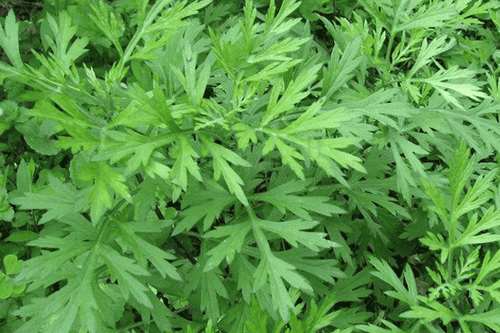 What are the benefits of eating wormwood?