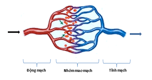 Visualization for vein and artery problems