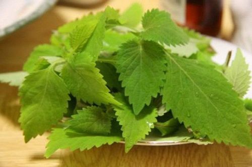 Is it good to eat oregano?