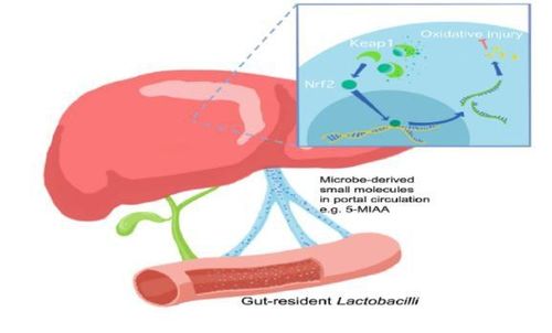 Lactobacilli cư trú ở ruột kích hoạt Nrf2 ở gan và Bảo vệ gan chống lại tổn thương do oxy hóa