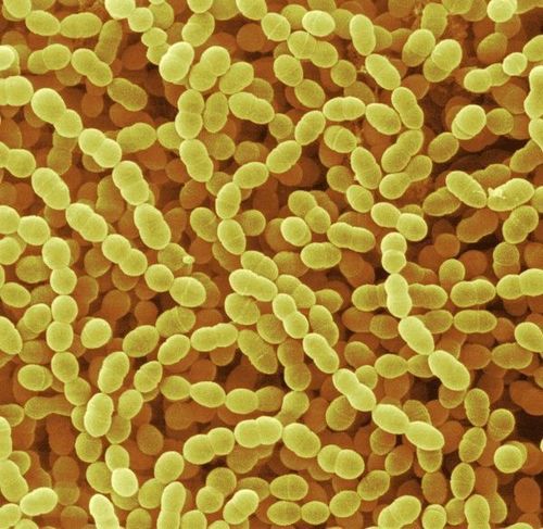 
Streptococcus thermophilus là một trong các chủng vi khuẩn đông khô sống
