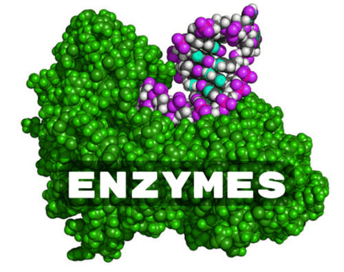 
Enzyme có thể bị bất hoạt hoặc giảm hiệu suất khi bị một số chất ức chế tác động
