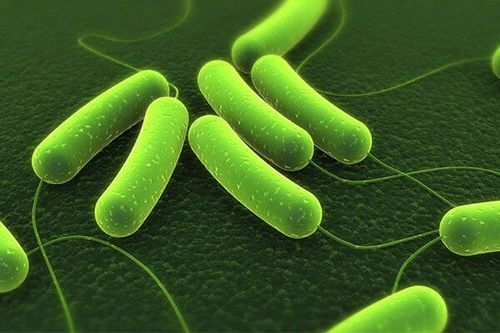 Điều trị nhiễm Helicobacter pylori: Tình trạng hiện tại và tương lai