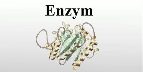 Classification and role of enzymes in food digestion