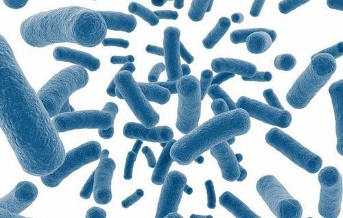 How good are probiotics for the brain?