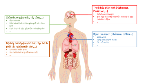 
Hình 1. Các ứng dụng lâm sàng của tế bào gốc trung mô
