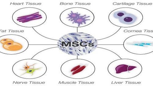 Tiềm năng ứng dụng của tế bào gốc trung mô trong lâm sàng