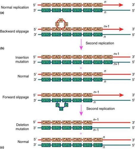 
Hình ảnh mô tả nguyên nhân gây mất ổn định vi vệ tinh do sự trượt (slippage) của DNA trong quá trình sao chép. Hiện nay, xét nghiệm đánh giá mất ổn định vi vệ tinh (MSI) đã được thực hiện tại Khối Di truyền Y học
