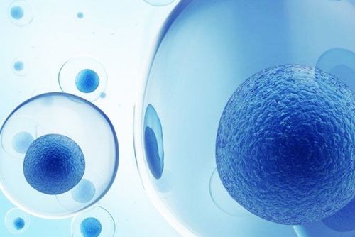 Cách mạng hóa liệu pháp tế bào với tế bào gốc sơ sinh từ dây rốn và máu cuống rốn