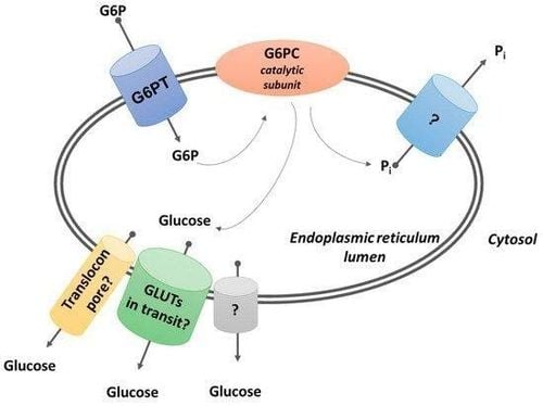 
Enzym glucose-6-phosphate translocase (G6PT)
