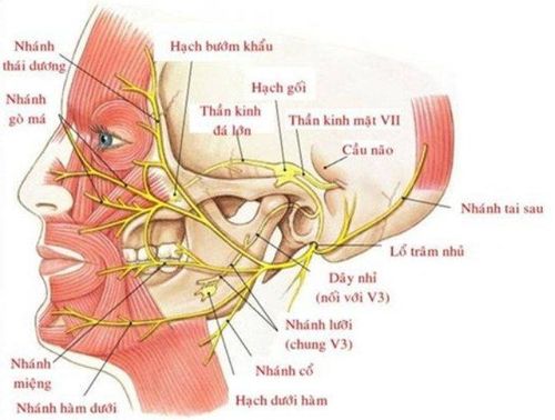 Bé trai 3 tuổi bị sụp mí mắt, chảy nước mắt, miệng khi khóc bị méo là dấu hiệu của bệnh gì?