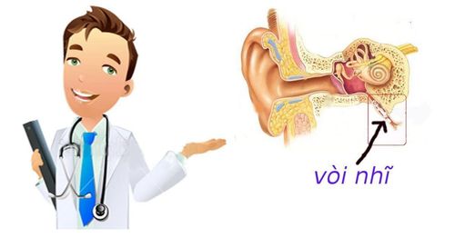 How long is the eustachian tube? Why or inflammation?