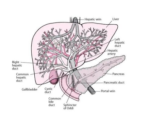 
Có nhiều nguyên nhân gây tăng áp lực tĩnh mạch cửa
