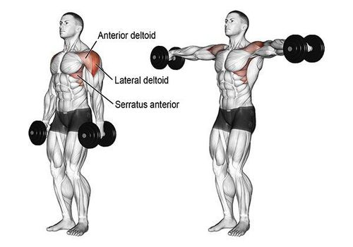 
Động tác Lateral raise tác động vào cơ vai và cơ tam đầu.
