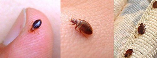 Bed bugs: Signs of an infestation and how to get rid of bed bugs