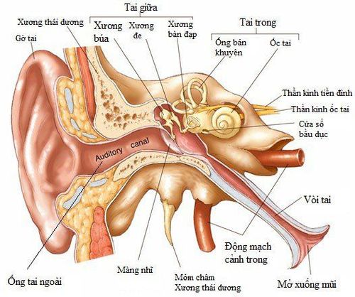 
Vòi nhĩ có chức năng dẫn lưu, thông khí giữa tai giữa và xoang chũm
