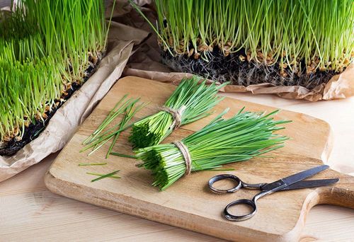 Wheatgrass là gì và có tốt cho bạn không?