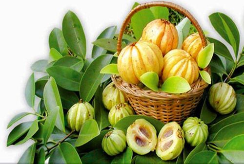 Garcinia Cambogia là gì và tác dụng với sức khỏe