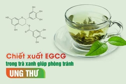 
Trà xanh giúp ngăn ngừa bệnh tật
