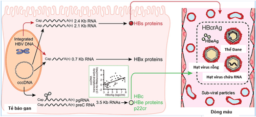 
Sự sinh tổng hợp HBcrAg từ các RNA
